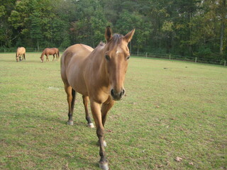 Fototapeta premium horse in the field