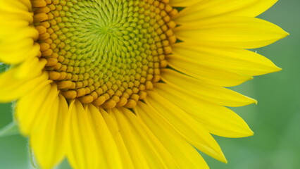 Sunflower macro focus on bottom of bloom