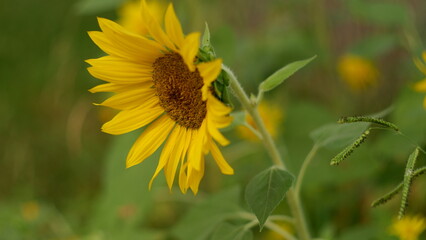 Focus on sunflower and stalk