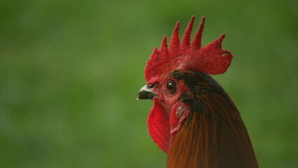 Henry the rooster deeply reflecting on his life after losing his job