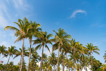 Naklejka na ściany i meble image of tropical summer palm tree. tropical summer palm tree. tropical summer palm tree