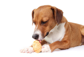 Dog eating yak cheese puff. Happy puppy dog licking a puffed yak milk cheese bone. Microwaved leftover or endpiece. Natural chew stick for dental and mental health. Selective focus. White background.