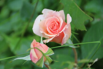 pink roses in garden