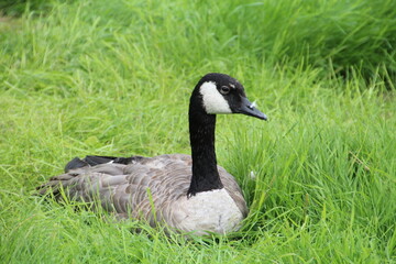 goose on the grass