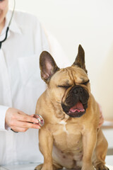 Funny scared pet dog at veterinary.