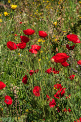 Red flowers of blooming wild poppies among green grass