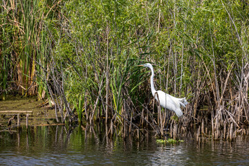 An eastern great egret stands amongst the tall reeds in a swampy area of Lake Apopka near Orlando, Florida.