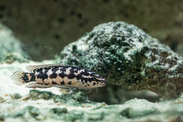 Marble cichlid in an underwater aquarium.