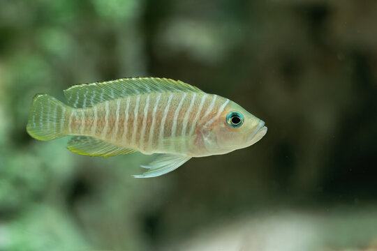 A close-up of a crucian carp-like fish with stripes.