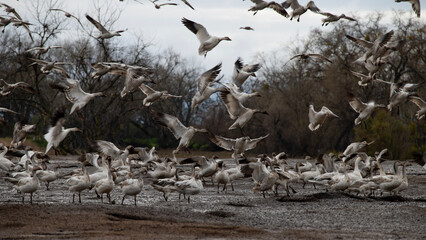 flock of fowl in flight
