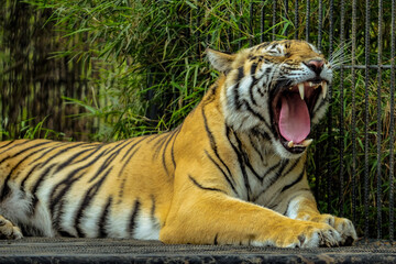 siberian tiger in the zoo