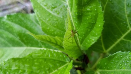 Tiny spider on the wet leaf