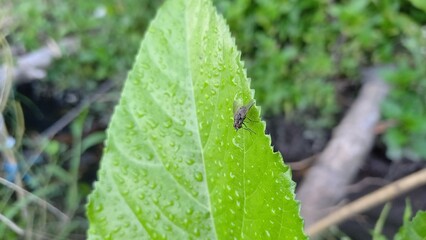 Little insect on the leaf