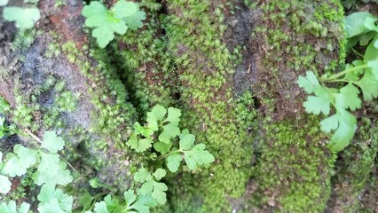 moss on abandoned brick wall