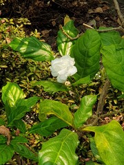 white flower in the garden
