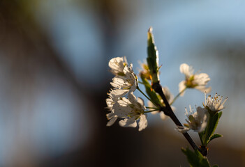 Tip of a plum tree in spring with flowers 