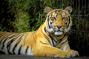Fototapeta na wymiar siberian tiger in the zoo