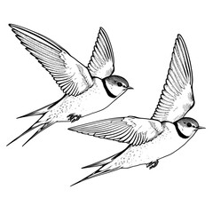 Two flying swallows isolated on white background, vector illustration.