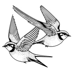 Two flying swallows isolated on white background, vector illustration.