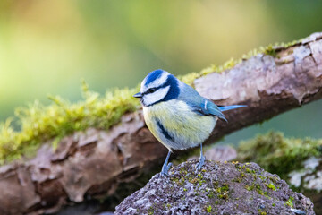Blaumeise (Cyanistes caeruleu)