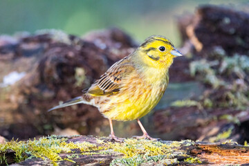 Goldammer (Emberiza citrinella)