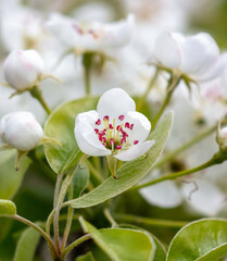 Flowers on the branches of a pear tree in spring.