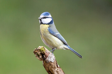 Blaumeise (Cyanistes caeruleu)