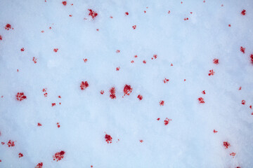 Red blood on white snow