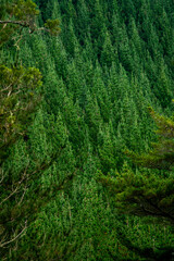 California Redwood Forest in New Zealand