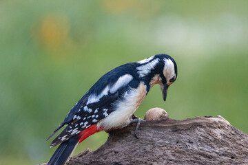 Buntspecht (Dendrocopos major)