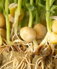 Roots of sprouted peas in nature.