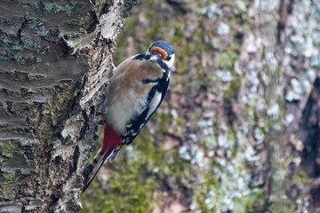 Buntspecht (Dendrocopos major)