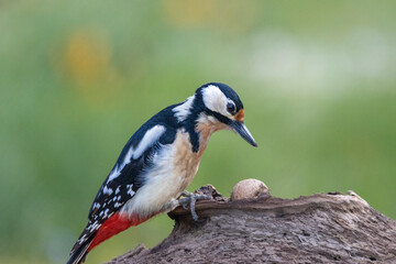 Buntspecht (Dendrocopos major)