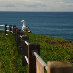 bird on ocean cliff