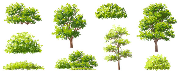 Vector watercolor of green tree side view isolated on white background for landscape and architecture drawing, elements for environment and garden, painting botanical for section and elevation - obrazy, fototapety, plakaty