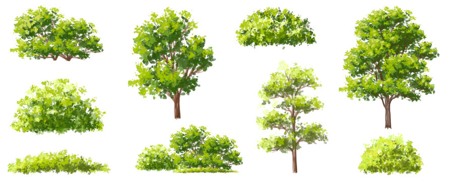 Vector Watercolor Of Green Tree Side View Isolated On White Background For Landscape And Architecture Drawing, Elements For Environment And Garden, Painting Botanical For Section And Elevation