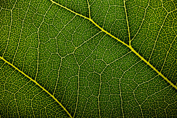 Green leaves texture for background