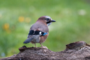 Eichelhäher (Garrulus glandarius)