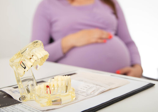 Model of the dental jaw in dentistry against the background of a pregnant girl with a big belly. The concept of the prohibition of dental treatment under anesthesia for pregnant women. 