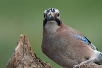 Eichelhäher (Garrulus glandarius)