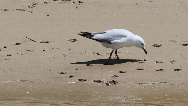 Seaside Red-billed Gull searching for food