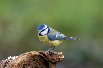 Blaumeise (Cyanistes caeruleu)