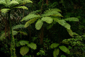 Giant Tree Ferns In New Zealand Jungle