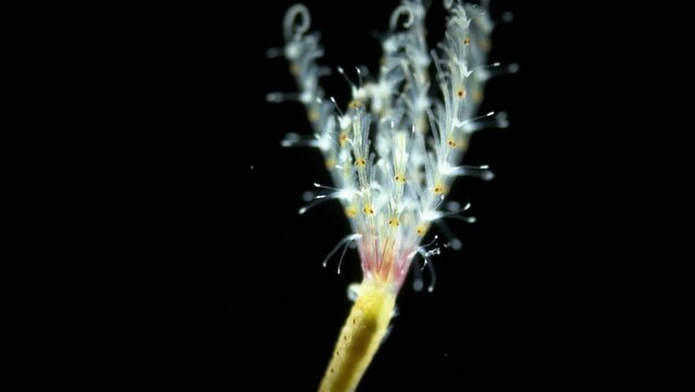 Polychaeta worm, family Sabellidae under a microscope. Video shows Radiole tentacles with many cilia that catch food. Red sea