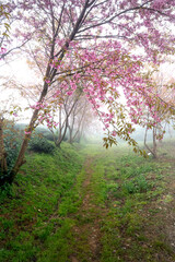 Fototapeta premium Cherry tree on tea hill flowers blossom bloom in spring in Sa Pa, Viet Nam