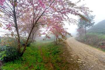 Fototapeta premium Cherry tree on tea hill flowers blossom bloom in spring in Sa Pa, Viet Nam