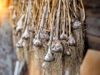 A lot of garlic is dried against the background of a wooden wall in the country. Natural harvest of garlic, agriculture