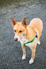 Australian Cattle Dog ,red coat with a Harness in the park