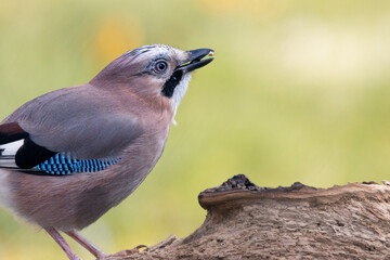 Eichelhäher (Garrulus glandarius)