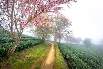 Fototapeta na wymiar Cherry tree on tea hill flowers blossom bloom in spring in Sa Pa, Viet Nam